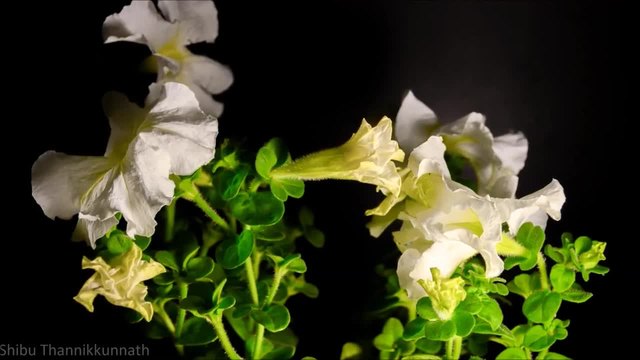 Бели Петунии - бърз кадър