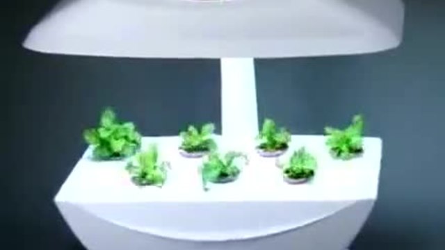 Развитие на каскадна Петуния в Бърз кадър