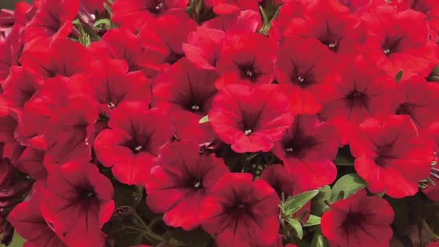 Красиви видове Петуния