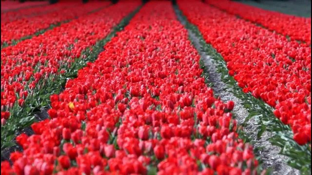 Красиви полета с лалета