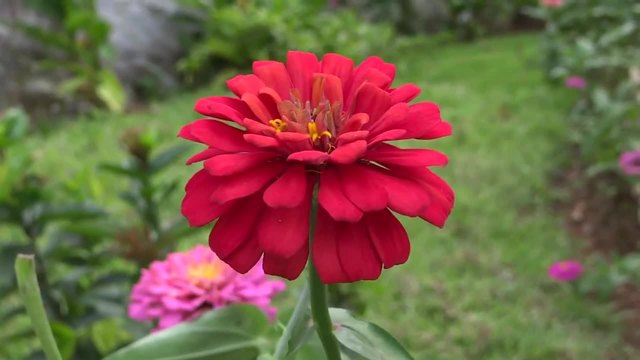 Червена Циния (Zinnia Elegans)