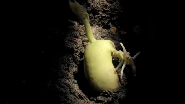 Покълване на бобово семенце