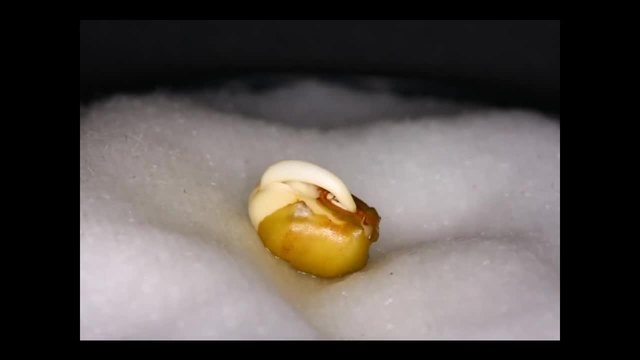 Покълване на бобено семенце - Много добро видео!