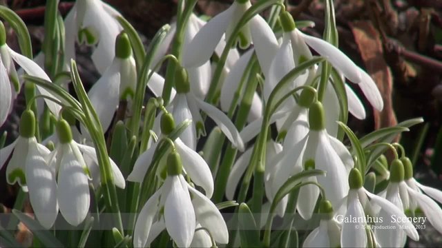 Кокичето - първото пролетно цвете!