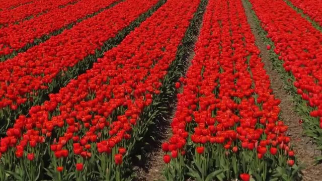 Красота!Огромна градина с най-разлини видове лалета