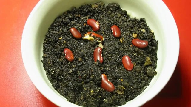 Покълване на бобчета в бърз кадър