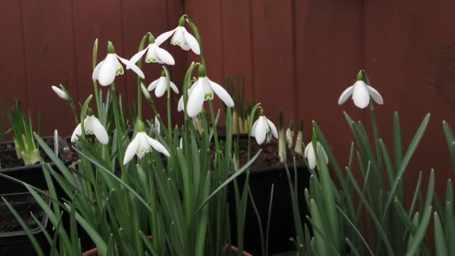Кокичета (Galanthus) в Time Lapse