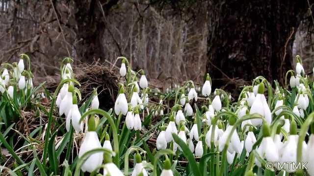 Прекрасни кокичета! (Galanthus)