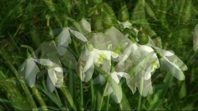 Кокичета (Galanthus)