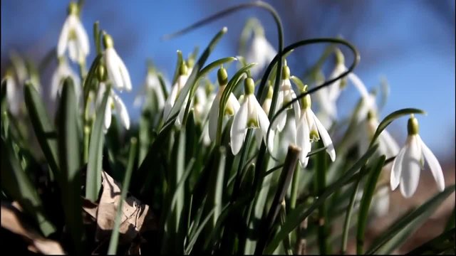 Кокичета (Galanthus) и Минзухари (Crocus) - Красиво видео с високо качество!