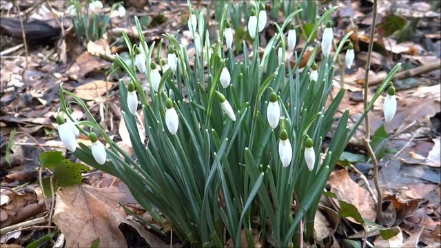 Кокичета, растящи в горска местност