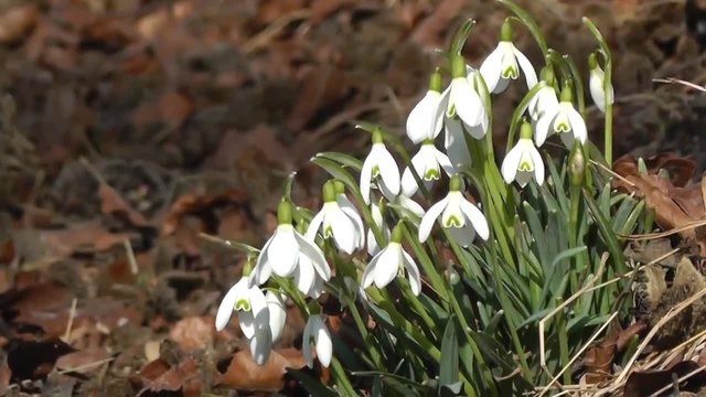 Много красиви Кокичета!