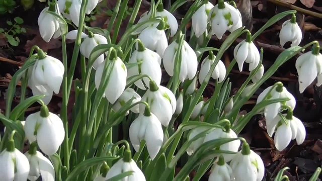 Кокимета от вида Richard Ayres - Galanthus