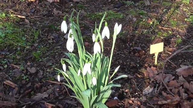 Кокичета от вида Reverand Hailstone - Galanthus