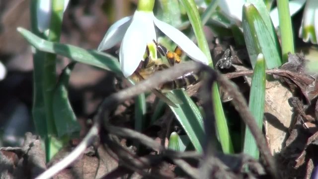 Пчели събират прашец от цвета на Кокичета