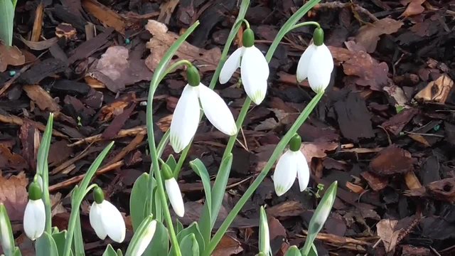 Кокичета Galanthus elwesii 'Comet'