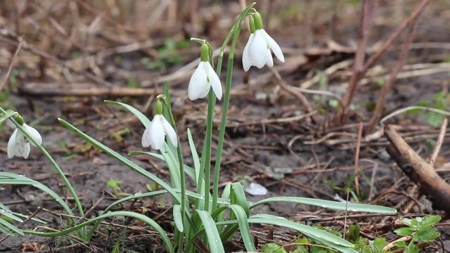 Galanthus in a spring wind