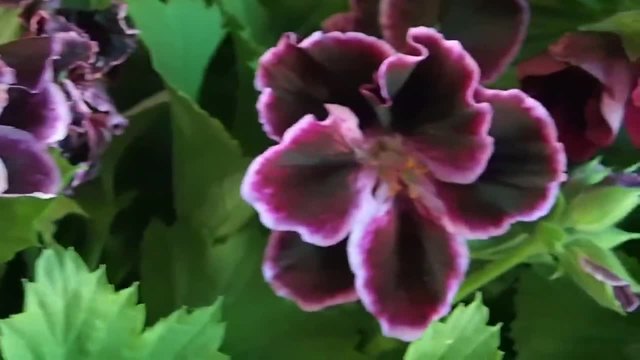 Мушкато (Pelargonium grandiflorum)
