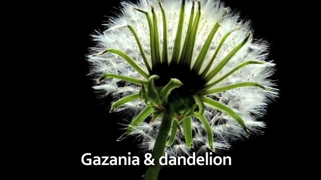 Красотата на цветята!