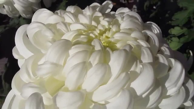 Бяла Хризантема!