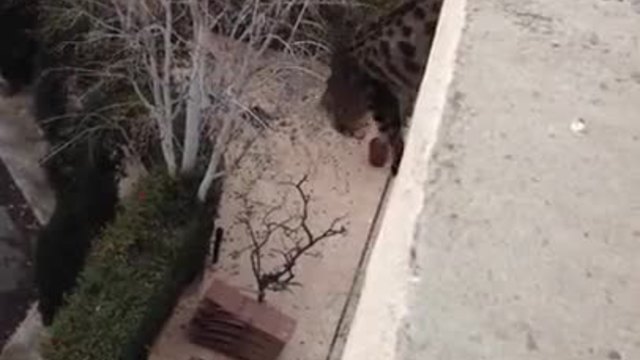 Коте полита от тераса но като десантчик се приземява !