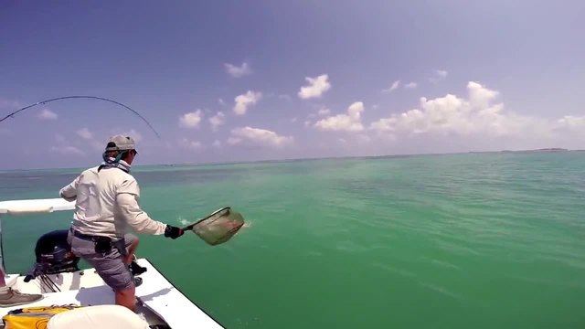 За риба в океана - Гигантски каранкс атакуван от баракуда