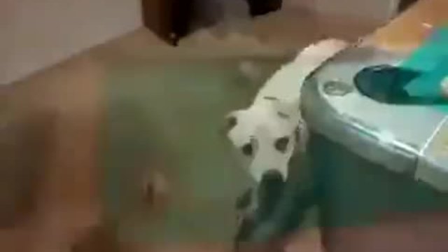 Куче играещо билярд