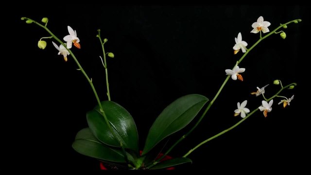 Phalaenopsis Mini Mark