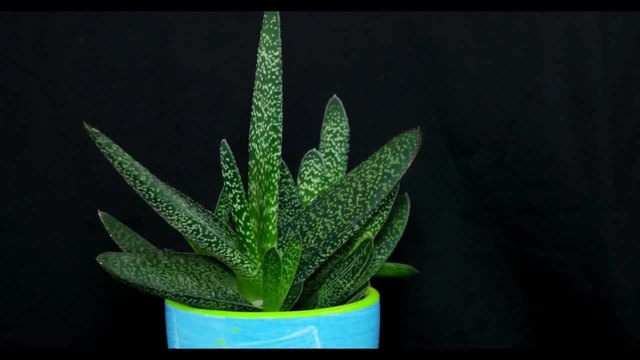 Gasteria carinata - Гастерия