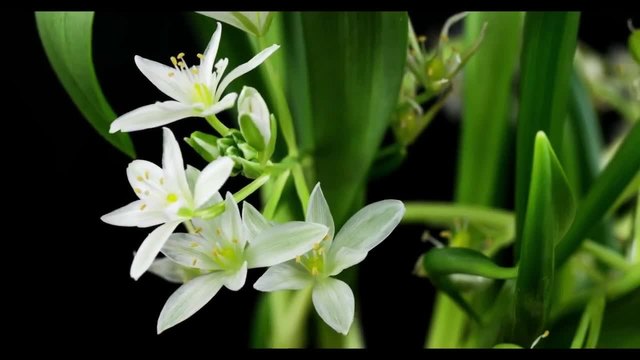 Ornithogalum balansae - Milchstern, Star-of-Bethlehem - Прекрасно бяло цвете!