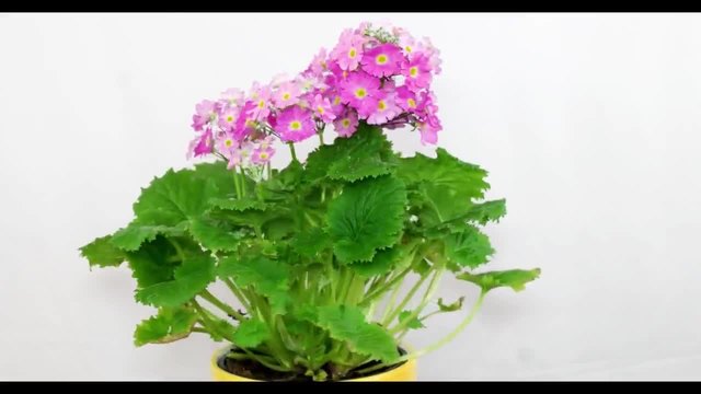 Иглика от вида Primula malacoides