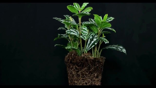 Растението Pilea cadierei