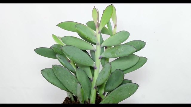 Растението Senecio crassissimus