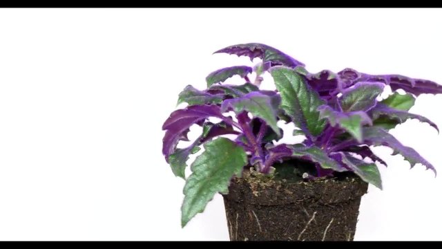 Растението със синьо-зелени листа Gynura aurantiaca