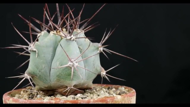 Echinocactus platyacanthus - Красиво видео на кактус!