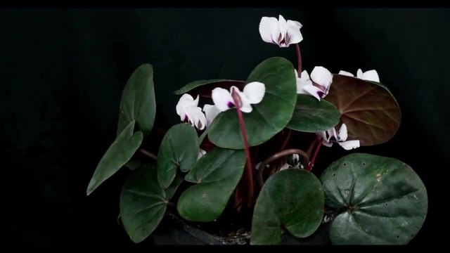 Невероятно красива бяла циклама! - Cyclamen Coum