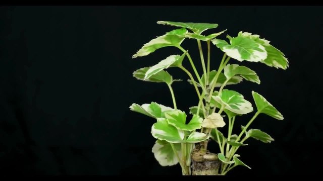 Polyscias scutellaria