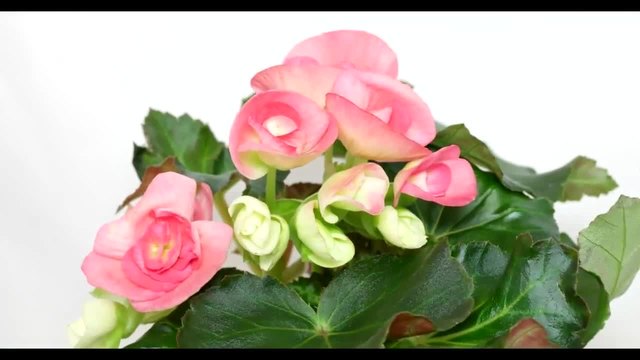 Бегония (Begonia hiemalis)