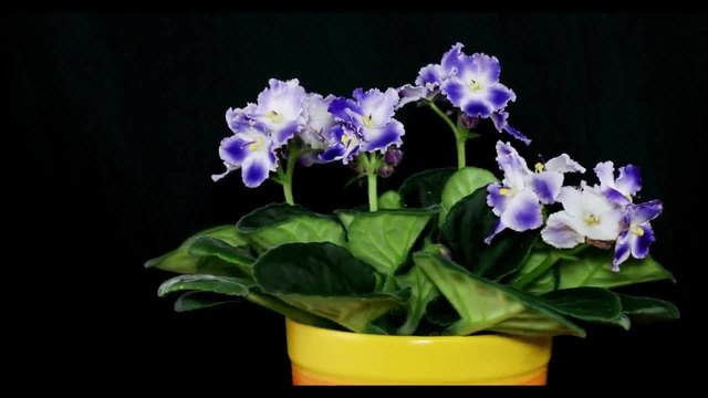 Saintpaulia ionantha