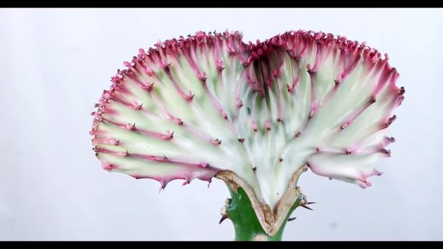 Euphorbia lactea ,,Cristata'' - Много интересно растение!