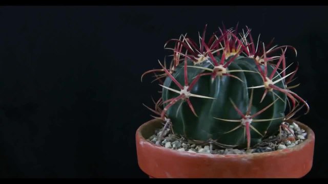 Ferocactus latispinus - Това е вид кактус!