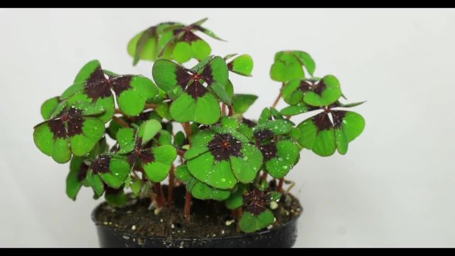 Oxalis tetraphylla (deppei) - Четирилистна детелина