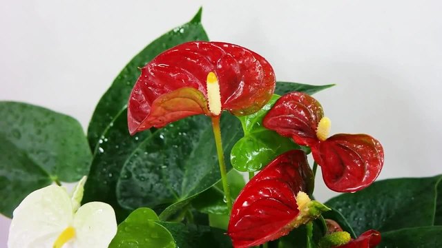 Anthurium andraeanum (Антуриум)