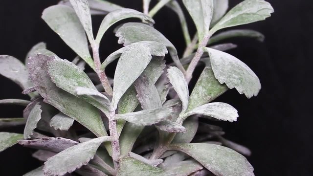 Kalanchoe pumila