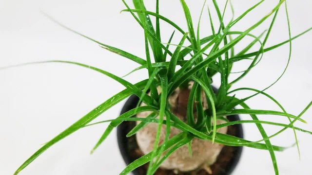 Beaucarnea recurvata