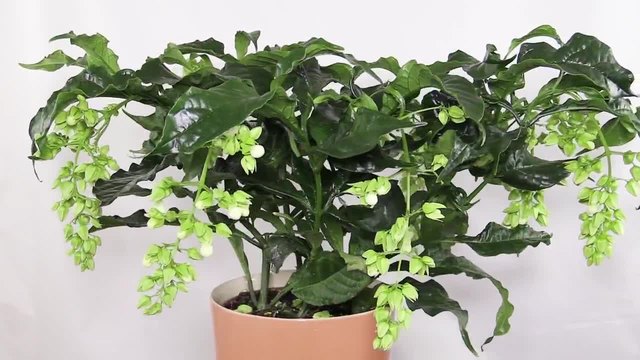 Clerodendrum wallichii 'Prospero'