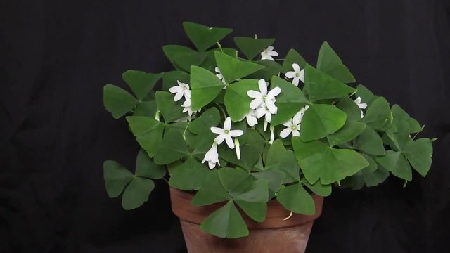 Oxalis triangularis