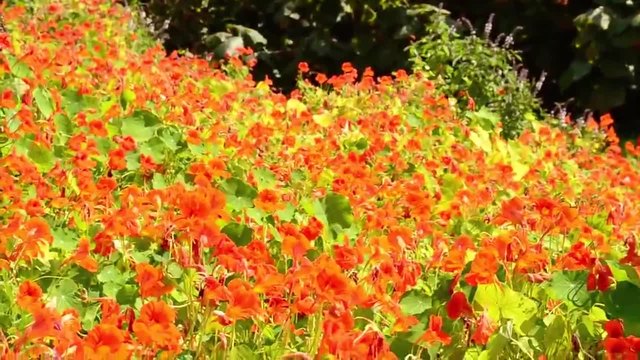 Латинка (Tropaeolum Majus) - Поляна с Латинки, много красиво!