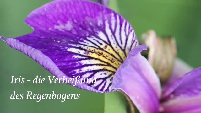 Iris versicolor (Ирис, Перуника - сем. Кремови)