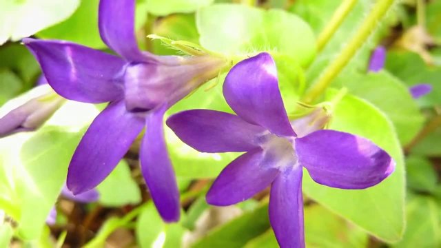 Сините цветове на Винката!